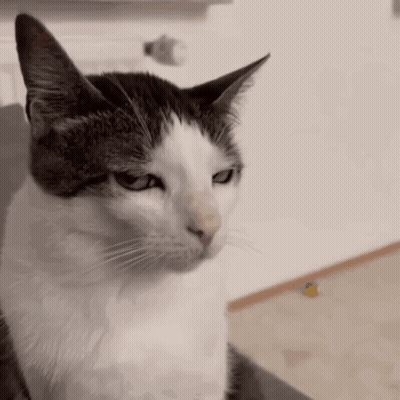 Gray And White Cat Sitting On Chair GIF