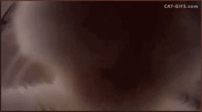 Gray And White Cat Sitting On Table GIF