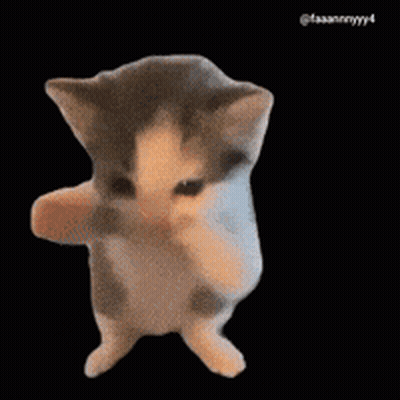 Gray And White Cat Standing On Hind Legs GIF
