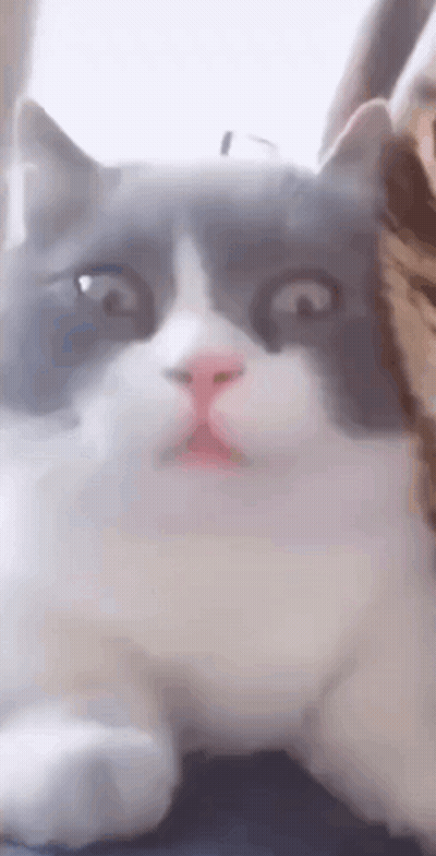 Gray And White Cat Surprised Face GIF