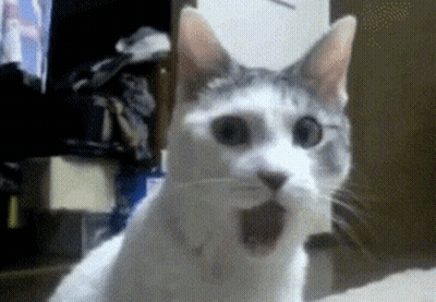 Gray And White Cat With Mouth Open GIF