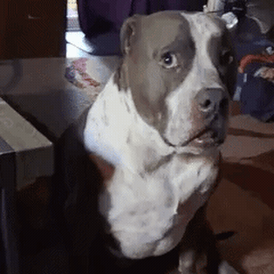 Gray And White Dog Sitting On Table Looking At Camera GIF