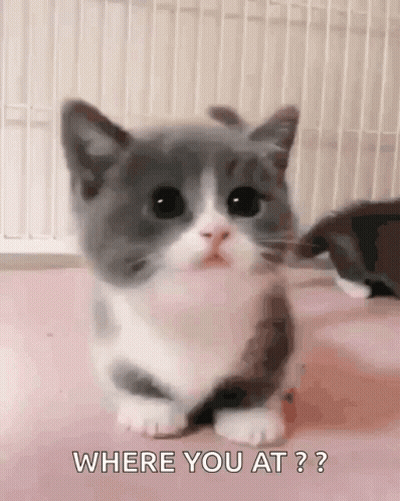 Gray And White Kitten Asking Where You At GIF