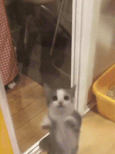 Gray And White Kitten By Yellow Litter Box GIF