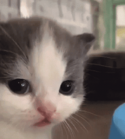 Gray And White Kitten Close-Up GIF