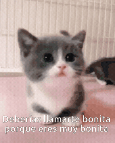 Gray And White Kitten Deberias Llamarte Bonita Porque Eres Muy Bonita GIF