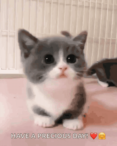 Gray And White Kitten Have A Precious Day GIF