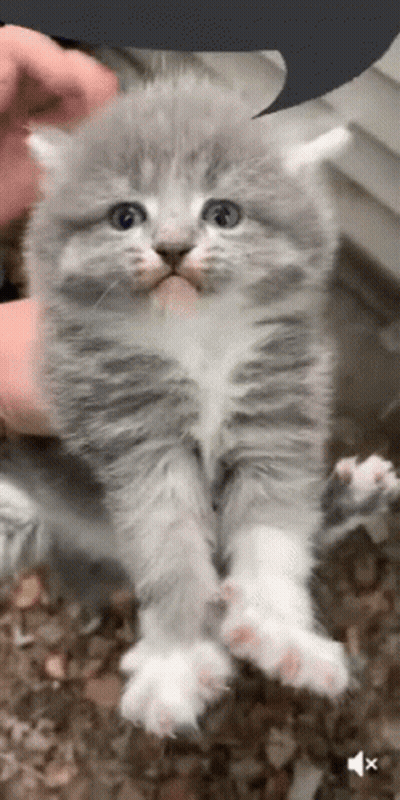 Gray And White Kitten Held By Person GIF