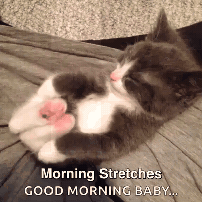 Gray And White Kitten Laying On Back Stretching Legs GIF