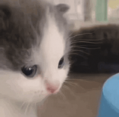 Gray And White Kitten Looking At Blue Object GIF