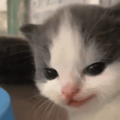 Gray And White Kitten Making Face GIF