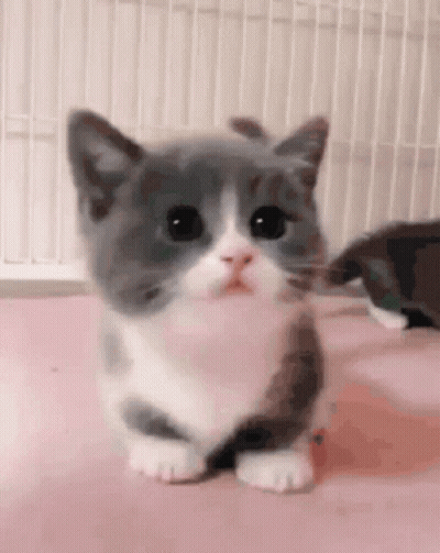 Gray And White Kitten On Pink Surface GIF