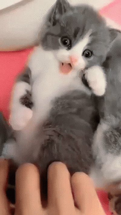 Gray And White Kitten Propped Up By Person GIF