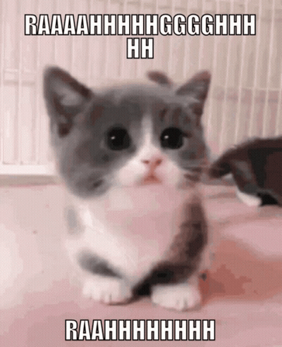 Gray And White Kitten Raaahhhh GIF