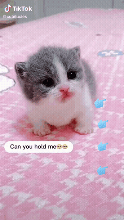 Gray and White Kitten Saying Can You Hold Me
