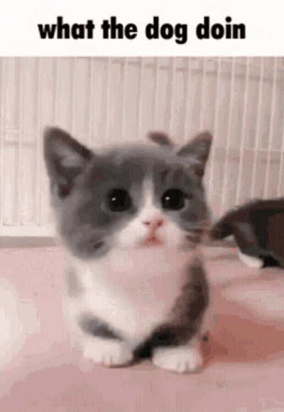 Gray And White Kitten Saying What The Dog Doin GIF
