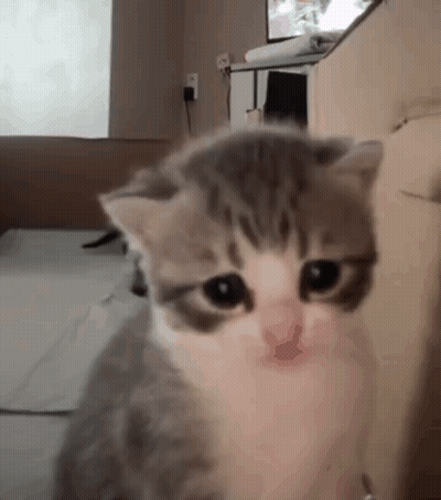 Gray And White Kitten Sitting On Bed GIF
