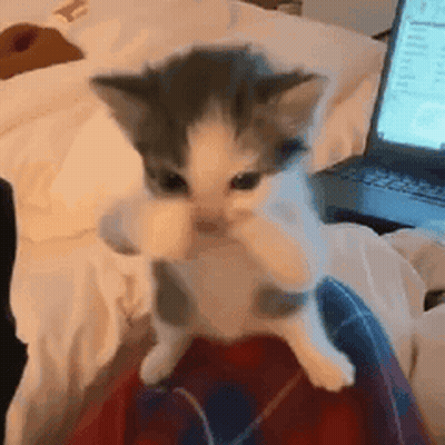 Gray And White Kitten Sitting On Lap GIF