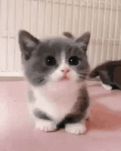 Gray And White Kitten Sitting On Pink GIF