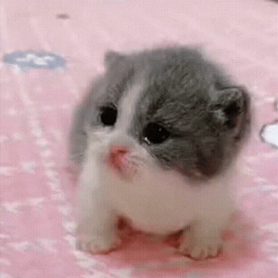 Gray And White Kitten Sitting On Pink Blanket GIF