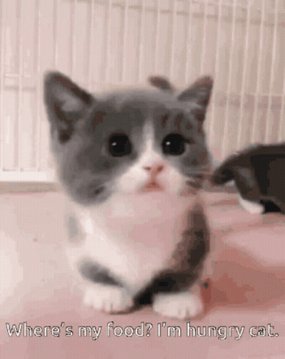 Gray And White Kitten Where's My Food I'm Hungry Cat GIF