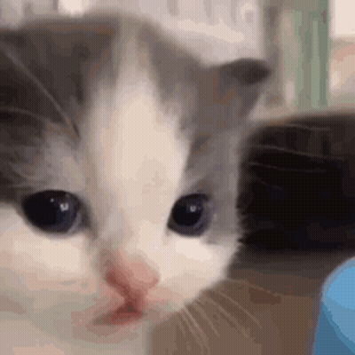 Gray And White Kitten With Blue Eyes GIF