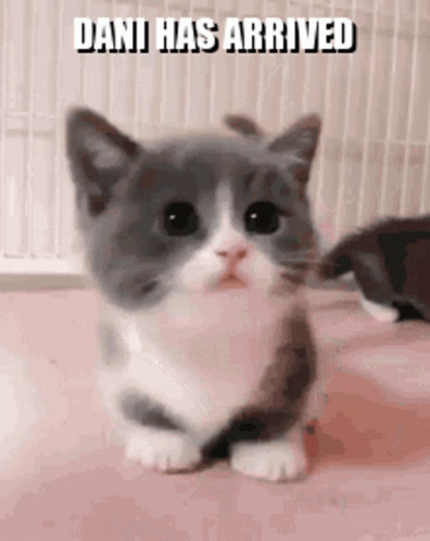 Gray And White Kitten With Dani Has Arrived GIF
