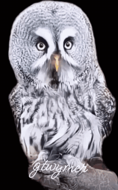 Gray And White Owl With Gtwymer GIF