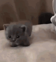 Gray Baby Cat Walking On The Bed GIF