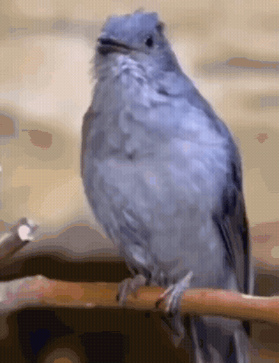 Gray Bird Perched On Branch Beak Open GIF
