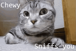 Gray Cat Always Sniff On You GIF
