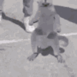 Gray Cat Animation Dance With Men