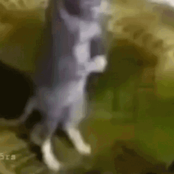 Gray Cat Bow Praying Meme GIF
