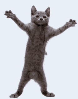 Gray Cat Dancing Meme GIF