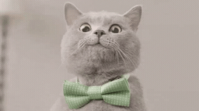 Gray Cat In Green Bow Tie Looking Up GIF