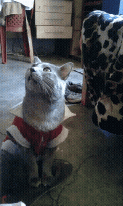 Gray Cat In Red Shirt Looking Up GIF