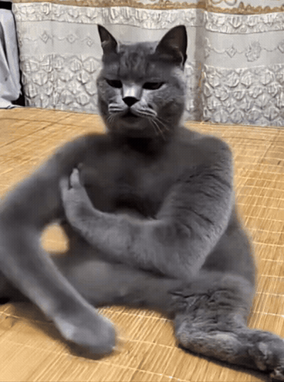 Gray Cat Laying On Bed With Legs Crossed GIF