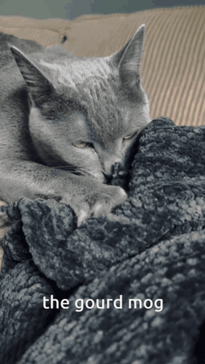 Gray Cat Laying On Blanket The Gourd Mog GIF