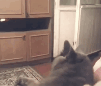 Gray Cat Laying On Person's Lap GIF
