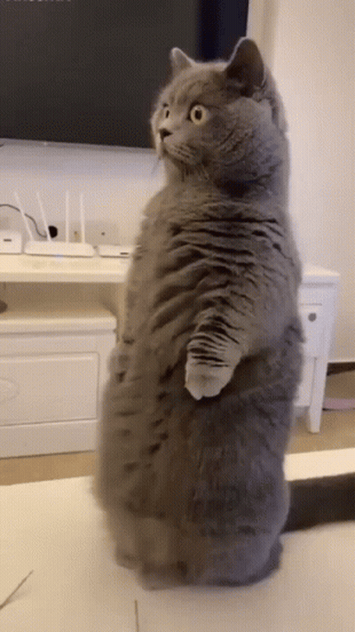 Gray Cat On Hind Legs At TV GIF