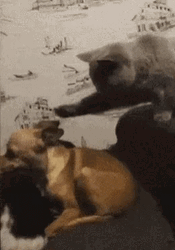 Gray Cat Pimp Slap Chihuahua GIF