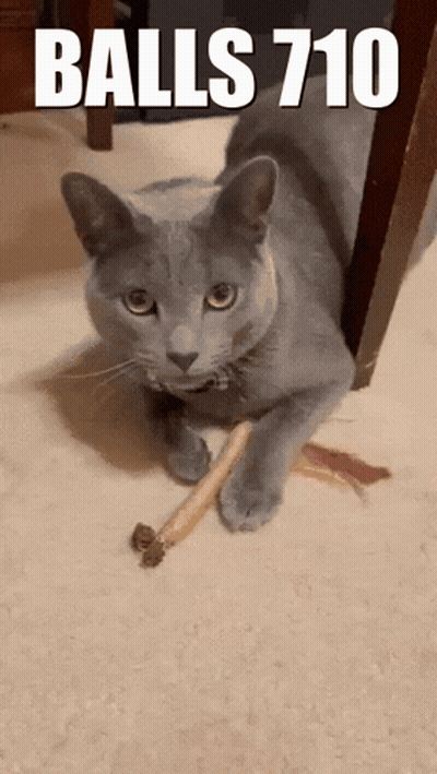 Gray Cat Playing With Stick Balls 710 GIF