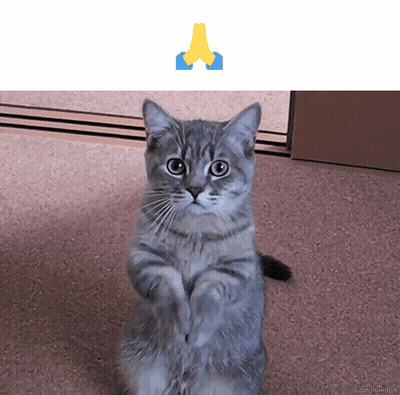 Gray Cat Praying GIF