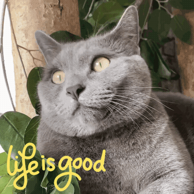 Gray Cat Sitting In Tree Saying Life Is Good GIF