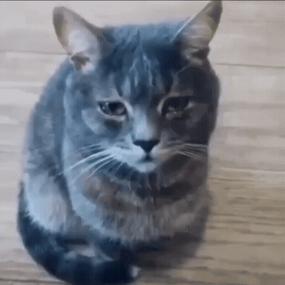 Gray Cat Sitting On Wooden Floor Looking At Camera GIF
