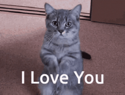 Gray Cat Sitting Saying I Love You GIF
