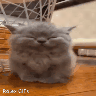 Gray Cat Sitting With Eyes Closed GIF