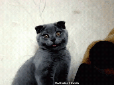 Gray Cat Smiling At Camera GIF