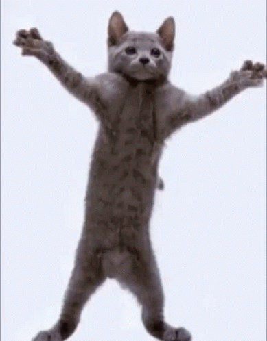 Gray Cat Standing On Hind Legs Arms Outstretched GIF