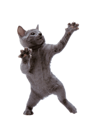 Gray Cat Standing On Hind Legs GIF